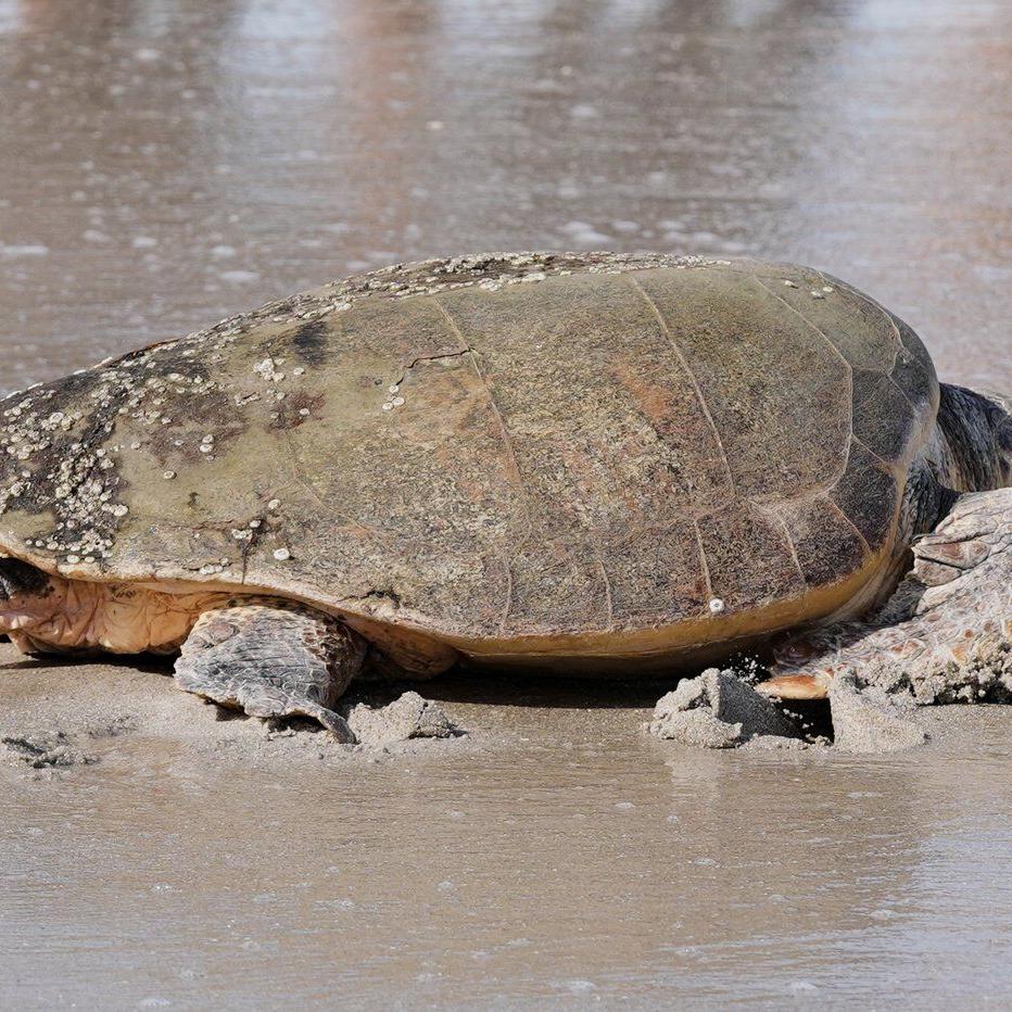 June Cleaver the loggerhead turtle is released into the ocean off Florida after rehab